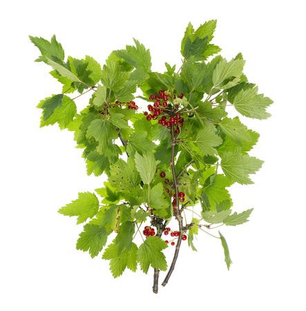 Branch of a red garden currant with ripe berries. Isolated on white studio shotの写真素材