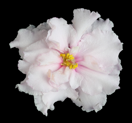 Texture  of a pink cimple violet single flower. Isolated on black. Top view macro studio shotの写真素材