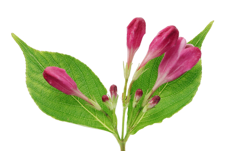Eight pink summer flowers buds of garden decorative bush  on twig. Isolated on white studio macro shotの写真素材