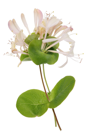 A twigs with fragile yellow flowers  of spring garden honeysuckle  bush. Isolated on white studio macro  shotの写真素材