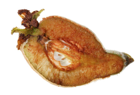In the fresh unripe fruit of Japanese Quince the record content of iron. In air, the half clice of plant  immediately oxidizes and becomes brown. Isolated on white studio macro shotの写真素材