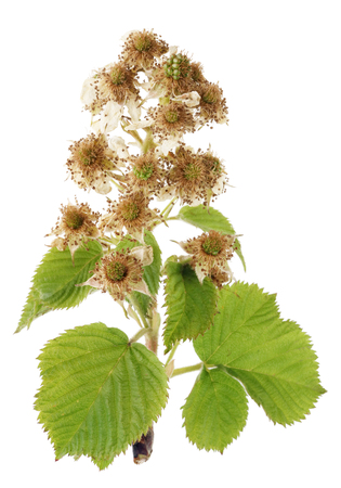 Green unripe blackberry  at the beginning of vegetative maturation. Isolated on white studio macro shotの写真素材