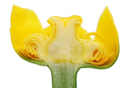 Inner cut of summer yellow water lily flower. Inside of real plant concept. Isolated on white studio macro shotの写真素材