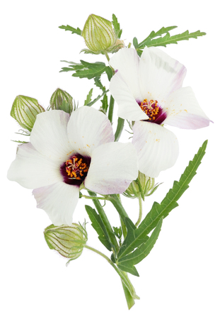 Gentle garden flower with transparent white flowers and prickly buds. Isolated on white macro studio shotの写真素材