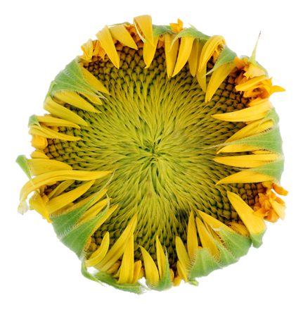 Sunflower bud at the beginning of seed ripening - the view from the side of the flower. Isolated on white studio macro shotの写真素材