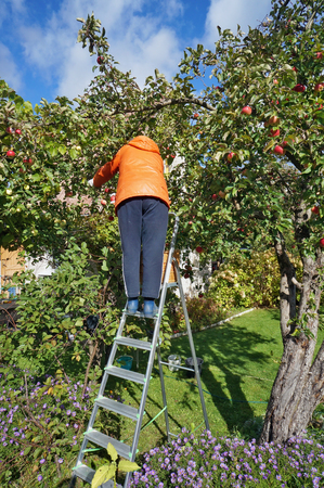 An elderly woman gardener harvests a crop of apples standing on a folding stais. Sunny autumn day nature landscapeの写真素材