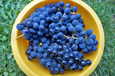 Grapes of blue small grape in a yellow plastic basin. Fruits prepared for processing in wineの写真素材