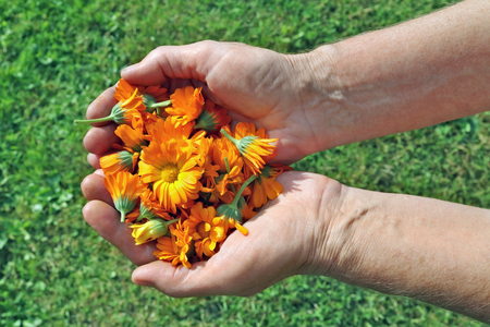 Elderly woman farmer holding in her hands the flowers of medical calendula marigolds. Sunny day garden closeupの写真素材
