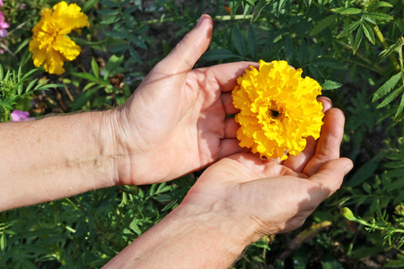 The elderly woman - farmer picks and care of  marigold  garden yellow  flower  on autumn  bed. Sunny September day closeup shotの写真素材