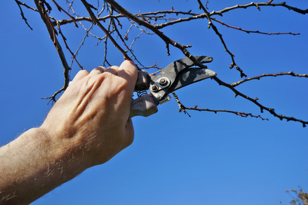 An elderly man gardener cuts unnecessary  dry  branches on a  autumn cherry tree. Sunny october day...