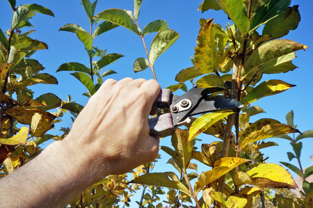 An elderly man gardener cuts unnecessary  dry  branches on a decorative Weigella  bush. Sunny october day real shotの写真素材