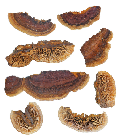 Top and bottom views of colonies of common European red  forest tree mushroom fungi.