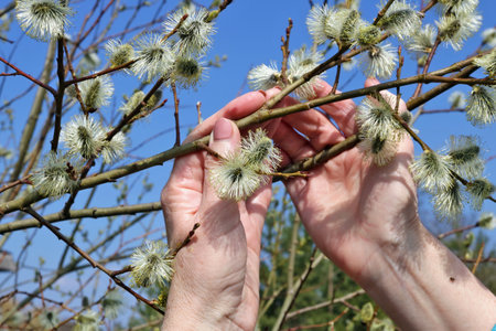 An elderly woman gently holds a spring willow twig with blooming buds. Blue April sky as backgroundの写真素材