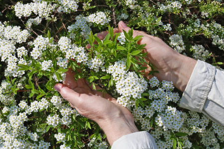 An elderly woman  gently hold in hand  a first spring white flowers on decorative bush.  Sunny April...