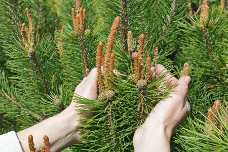An elderly woman  gently hold in hand  a first spring pine tree cones and needles. Sunny April day outdoor shotの写真素材