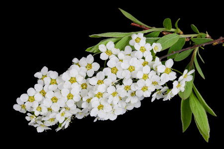White spring blossom flowers of forest Bird Berry tree. Isolated on black studio macroの写真素材