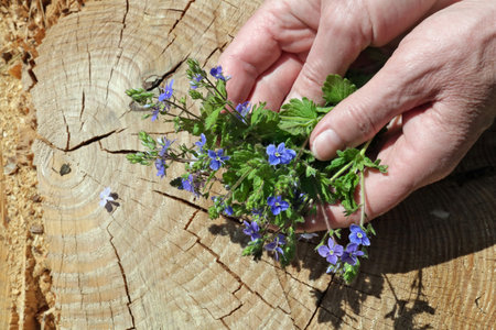 An elderly woman gently hold  in hands  a first spring  forest   blue flowers.  Cross section of old cracked pine trunk as background. Sunny dayの写真素材