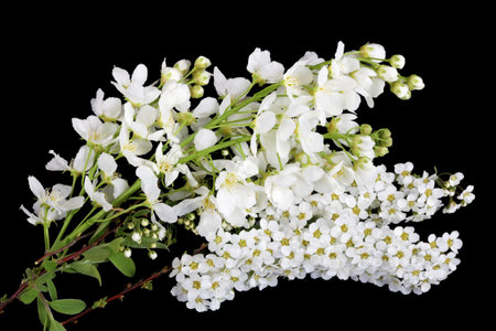 White spring blossom flowers of forest Wild Plum  and  Bird Cherry trees. Isolated on black studio...