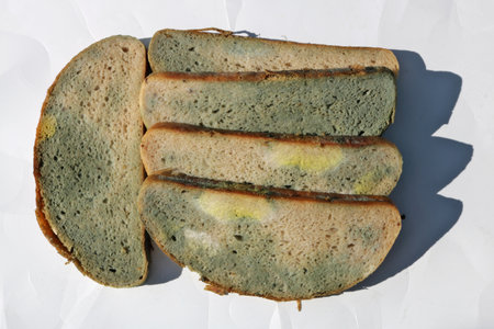 Pieces of moldy rotten bread lay on white paper. Hard sunlight outdoor closeup