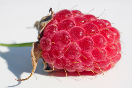 Ripe red  real raspberries lie on white paper outdoor macro. Hard shadows from sunlightの写真素材