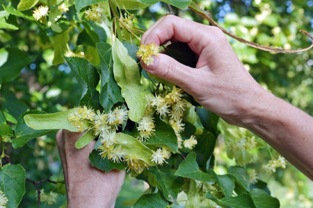An elderly woman tears off the yellow fragrant flowers of a linden tree. Dried linden blossoms reduce body heat during illness.の写真素材