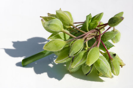 A bunch  of green buds of garden flowers  lies on white paper. Hard shadows from sunlight.の写真素材