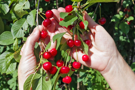 Woman farmer harvesting ripe cherries fruits. Hands with fruits  against  green leaves