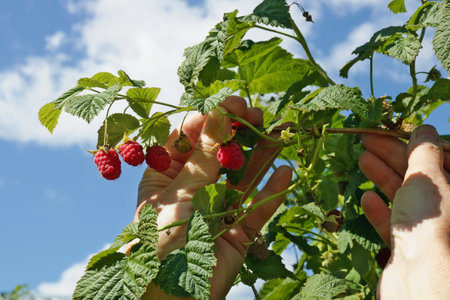 Woman farmer harvesting ripe raspberries. Hands with fruits and leaves against the blue sky
