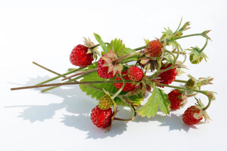 Ripe red  real wild forest strawberries  fruits  lie on white paper outdoor macro. Hard shadows from sunlightの写真素材