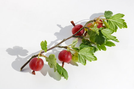 Unripe red  gooseberry  berries  lie on white paper outdoor macro. Hard shadows from sunlightの写真素材