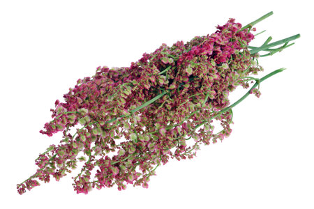 Bunch of garden sorrel  bush flowers  and seeds  on twigs . Isolated on white studio macro shot
