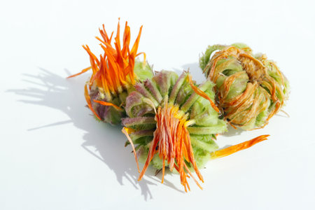 Orange color summer  calendula daisies  seeds  an buds lie on white paper.  Hard shadows from sunlight. Outdoor concept macro imageの写真素材