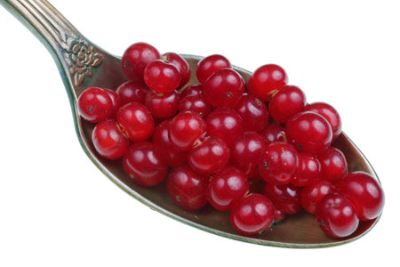 On the old golden spoon there is a dose of natural medicinal product - small red poisonous wolf berries  plant  tangled in spiderweb. Isolated on white studio macroの写真素材