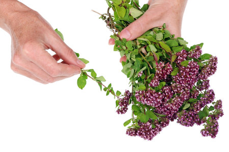 An old senior woman holding a bouquet of fresh oregano marjoram flowers in his hands. Isolated on white studio conceptの写真素材