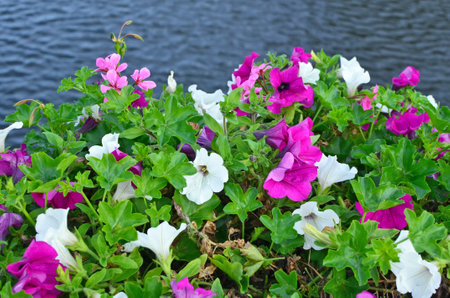 Pink and white petunia flowers bloom near a  cold  river landscape.の写真素材