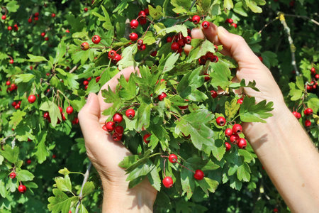 Elderly senior woman harvesting picking ripe briar hawthorn  red forest berries. Hands with fruits ...