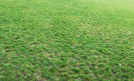 Green grass on a rustic village  soccer field. Panoramic collage from several autumn day photos