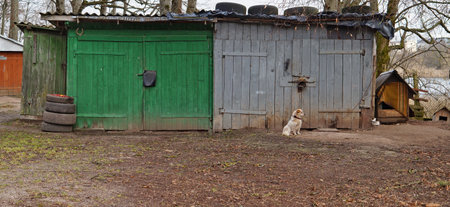 Small white lonely  dog sit near the rural  wooden shed and garage. Panoramic landscape from several winter outdoor omagesの写真素材