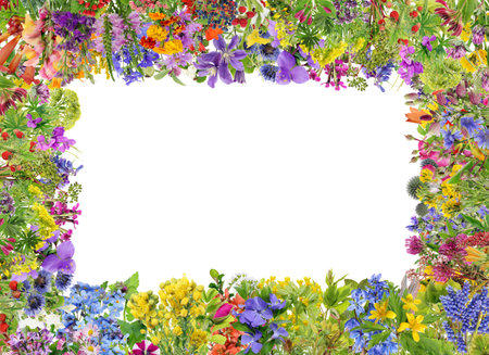 Floral frame from  spring  and summer forest  flowers and plants . Isolated on white studio collageの写真素材