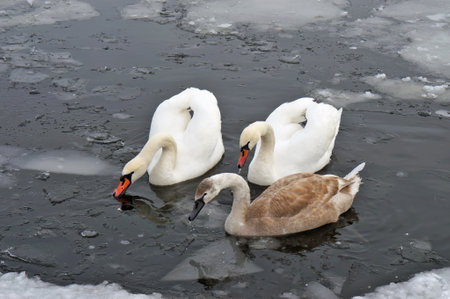 A  swans family freezes from the cold on a winter ice lake and eat piece of bread. Wild life nature landscapeの写真素材