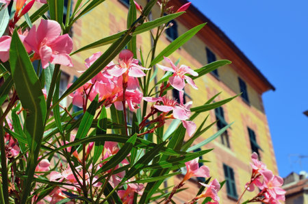 Blooming pink azaleas on the streets of Italian  cities