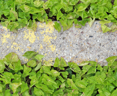 Concrete road border overgrown with dense green plants nature background