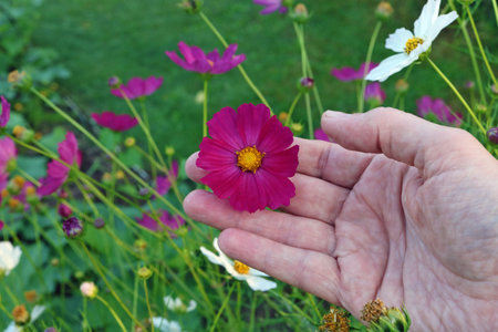 Man  picks and care of  red cosmos garden flower on summer bed. Sunny July day closeup shotの写真素材