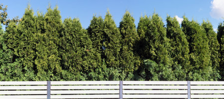 Green hedge  from  evergreen coniferous  trees near white  wooden fenceの写真素材