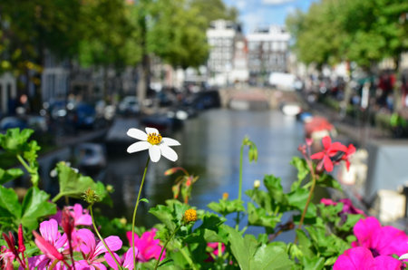 Chamomile blooms in a city flower bed. Soft focusの写真素材