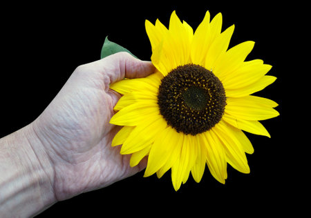 A farmer holding a sunflower flower in his handの写真素材