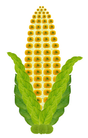 Native symbol  of  yellow  ear of corn  made from flowers. Isolated handmade photo collageの写真素材