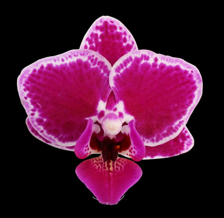 Dark red miniature orchide single flower. Isolated on black studio macroの写真素材