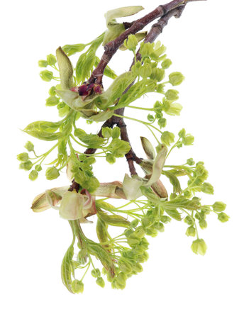 Spring April  maple tree  buds and  leaves. Isolated on white studio macro shotの写真素材