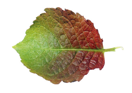 Red and  green spring leaf is a aspen tree. Isolated on whiteの写真素材